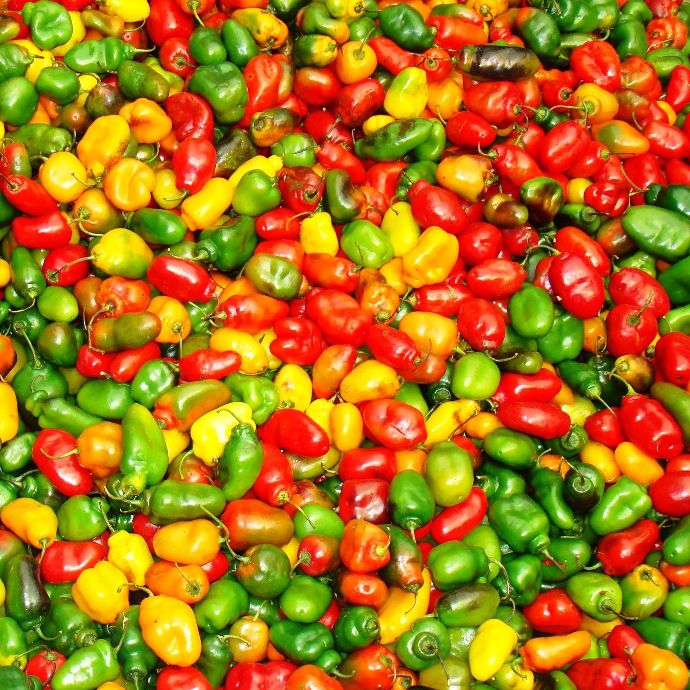 Winaf-Fresh peppers